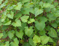 金荞麦茎叶