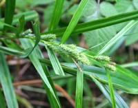 山马鞭草