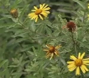 金花蚤草