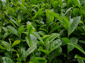 茶