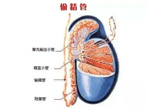 输精管疼痛