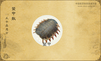 鳖甲散