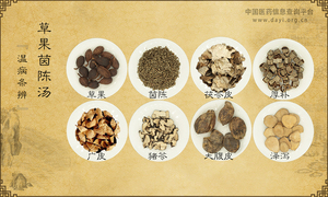 草果茵陈汤