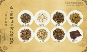 白头翁加甘草阿胶苓桂汤