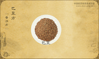 巴豆方