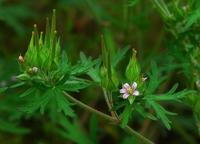 老鹳草