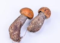 大脚菇