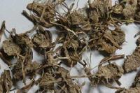 玉簪花根