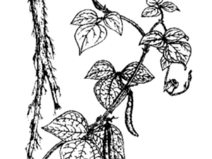 大麻药