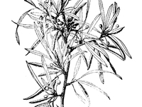 窄叶鼠李