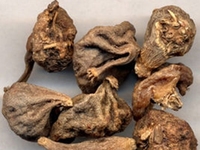 山慈菇
