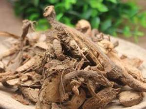 苎麻根