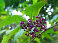 紫珠
