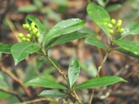 茵芋