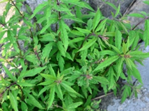 大麻叶佩兰