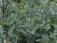 粘毛鼠尾草果