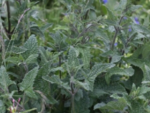 粘毛鼠尾草果