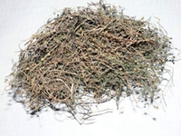 一枝黄花
