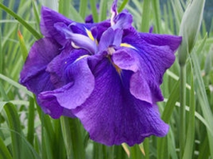 玉蝉花