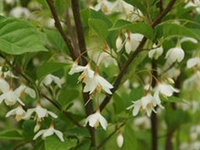 玉铃花