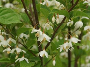 玉铃花