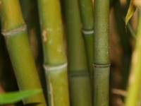 竹沥