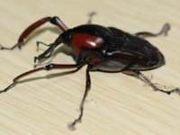 竹象鼻虫