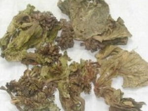 鸡冠花