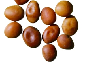 苦豆子