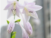 玉簪花