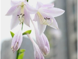 玉簪花