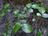 紫弹树根皮