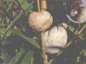 竹菌