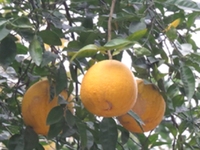 柚根