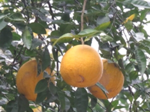 柚根