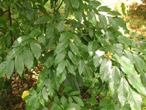 野茶辣