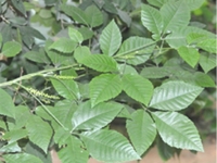 异木患