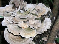 云芝