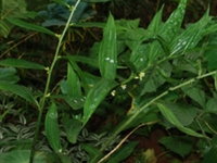 长叶竹根七