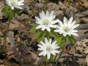 竹节香附
