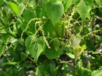 粘山药