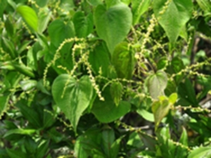粘山药