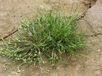 野灯草