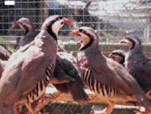 鹧鸪血