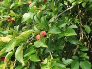 柘树茎叶
