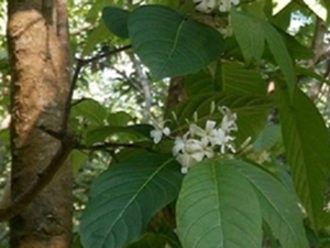 止泻木皮