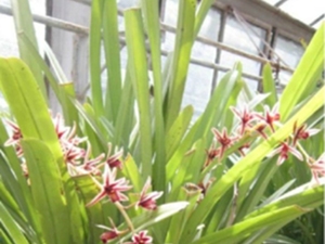 硬叶吊兰