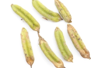 芝麻壳