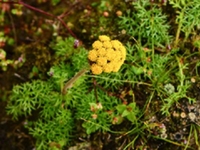 止咳菊