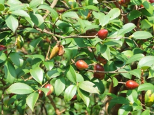 油茶叶